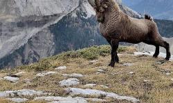 Featured image of post Una cabra jugará del lado de Ubuntu